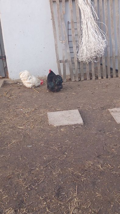 Sprzedam koguty kochima