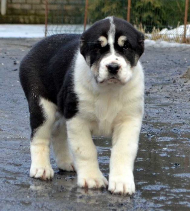 Великолепные щенки САО