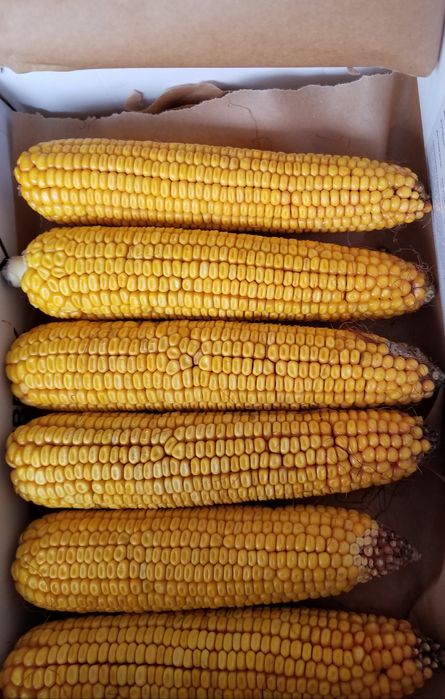 Кукурудза в качанах 2025