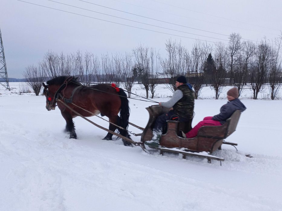 Ogier zimnokrwisty z licencją stanka