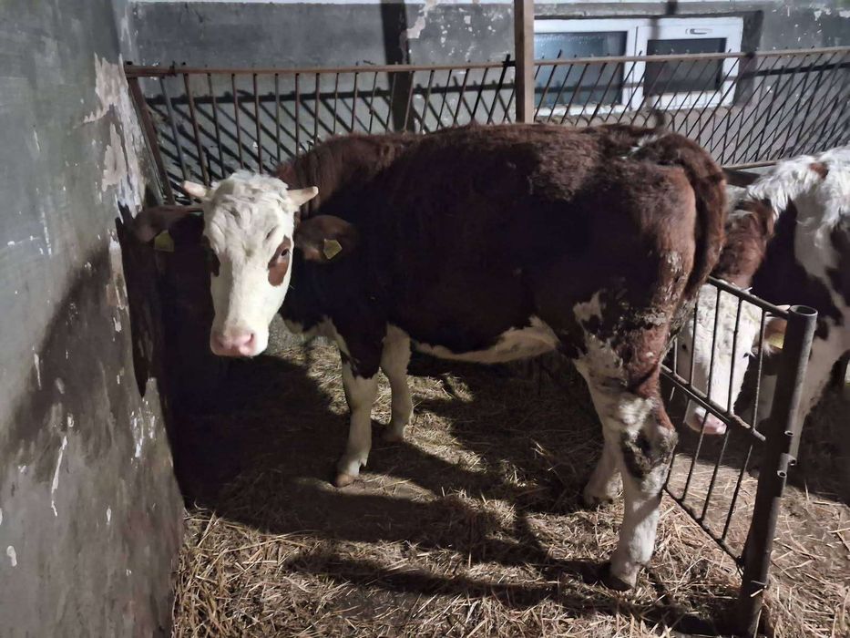 Jałówki na sprzedaż