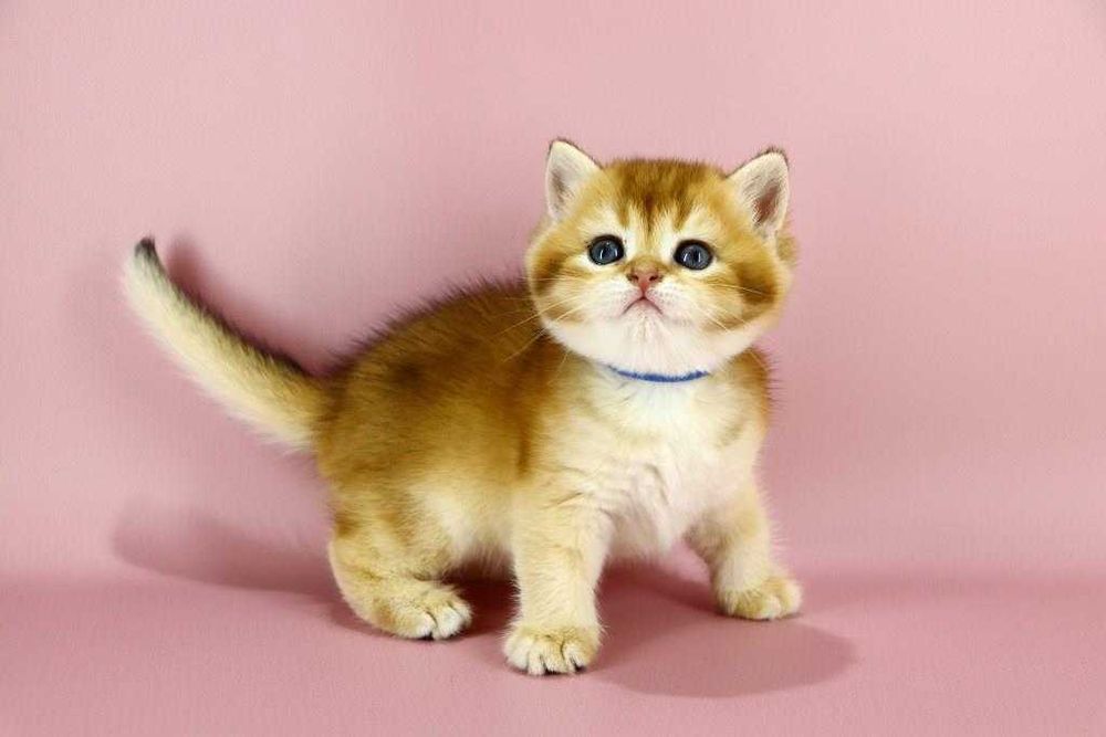 Дуже красива кішечка в забарвлені -золота шиншила