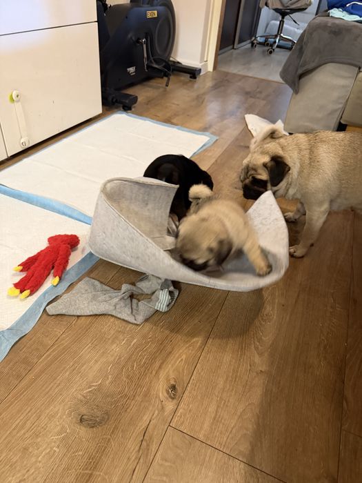 Mops Mopsik Mops