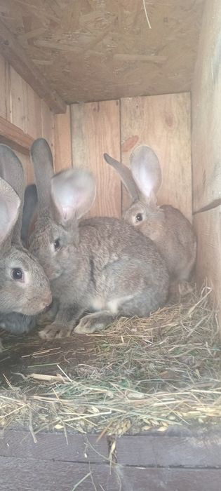 Кролики тушки,молодняк для розведення.