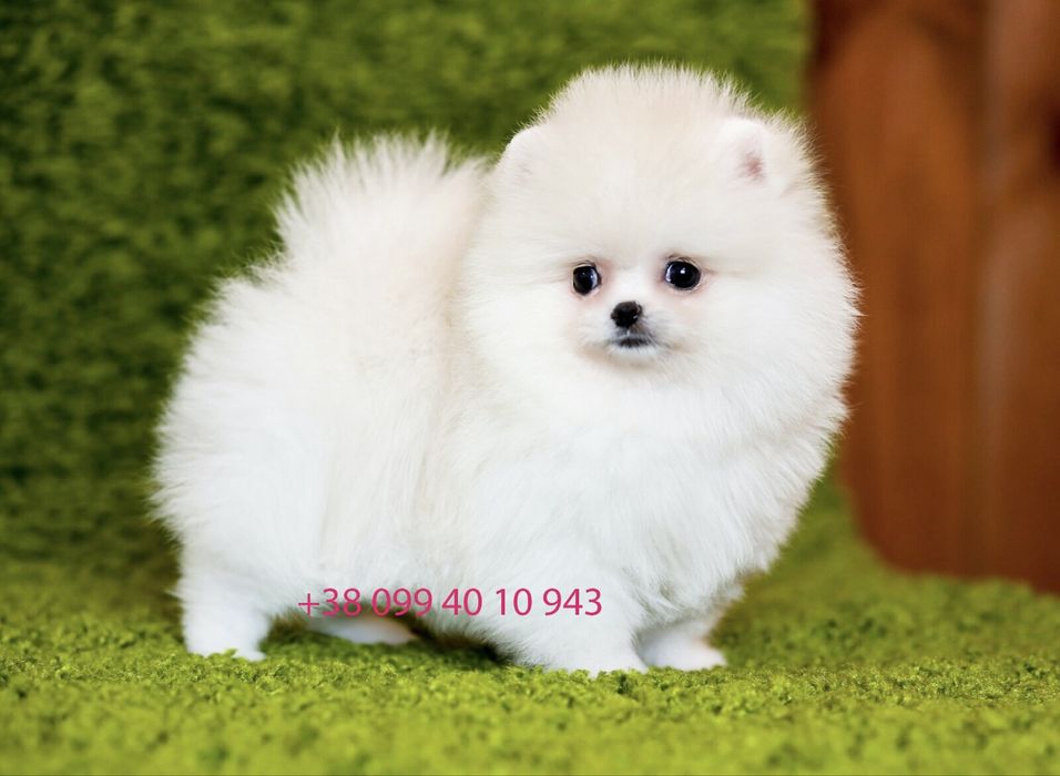 Exclusive VIP лакшері mini білі цуценята померанські шпіци ведмедики!