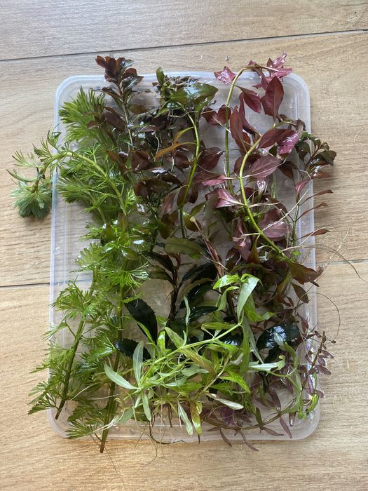 Piękne rośliny z własnego akwarium