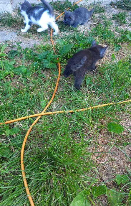 Віддам в добрі руки