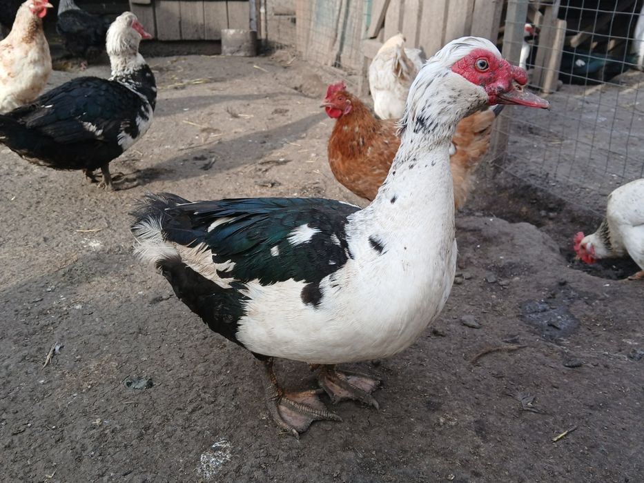 Продам индоуток! Индоутки! Индоутаки! Адресная доставка!