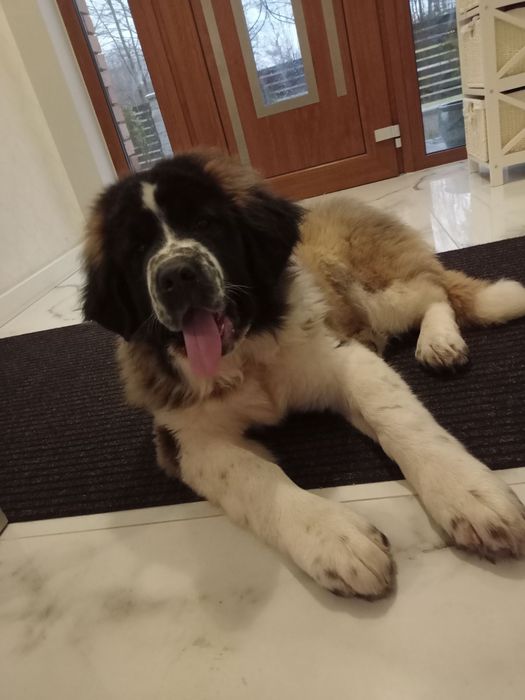 Moskiewski Pies Stróżujący ( prezent)