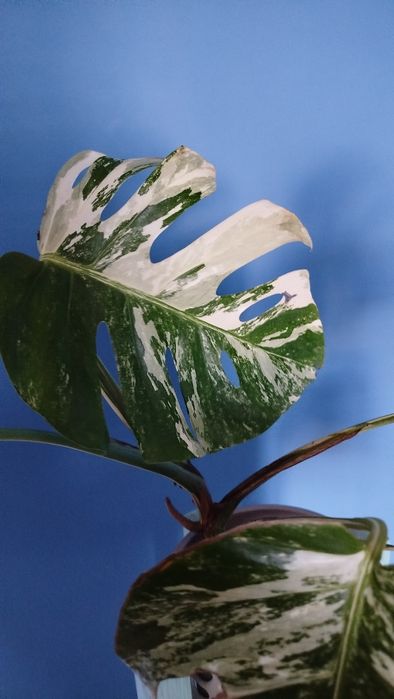 Monstera Variegata, dużo bieli
