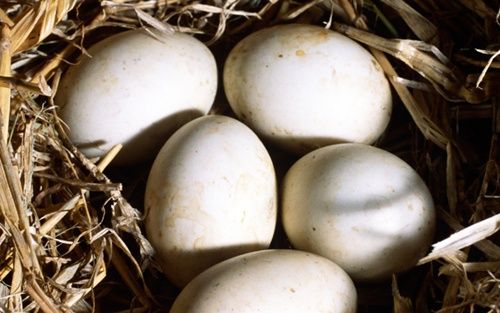 Качині яйця інкубаційні, яйця індокачки
