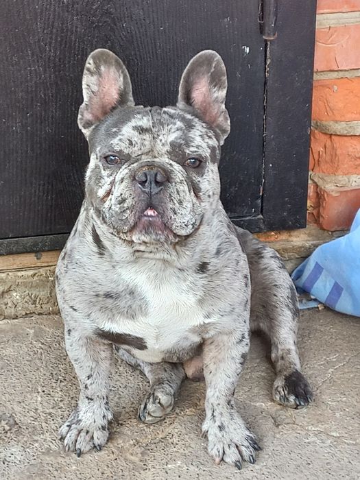 Французький Бульдог вязка