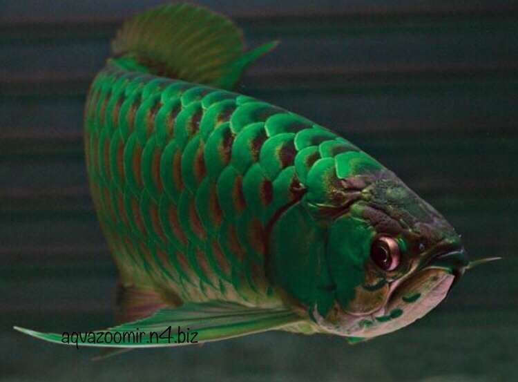 Аравана (Scleropages fotmosus) 14 Видов Аквариумные рыбки