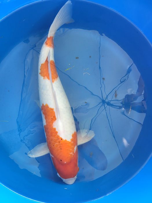 Japońskie karpie koi