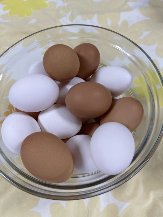 Vendo ovos caseiros- Galinhas criadas ao ar livre