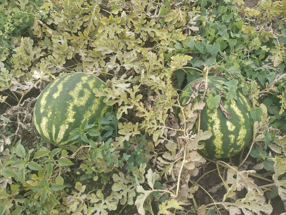 Продам арбуз,сорт Продюсер премиум