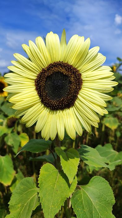 Słonecznik ozdobny na kwiat cięty MATERIAŁ SIEWNY