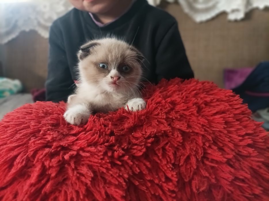 Продам весловухого котенка