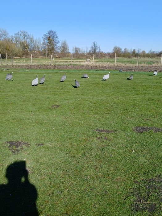 Інкубаційне яйце цесарок