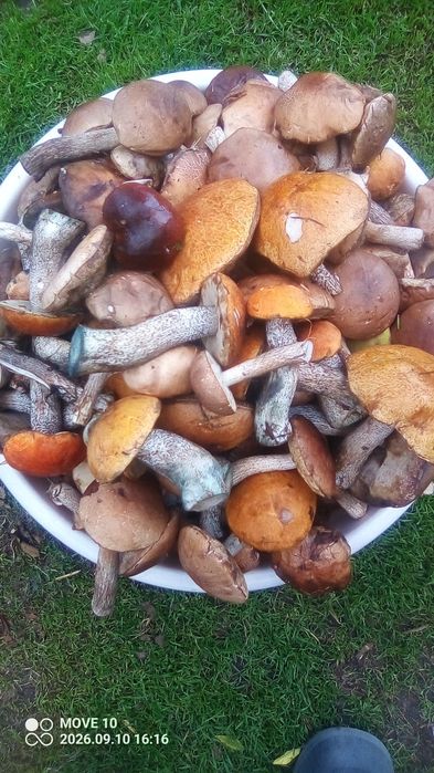 Sprzedam grzyby 9 kg koźlaki czerwone,koźlaki,podgrzybki