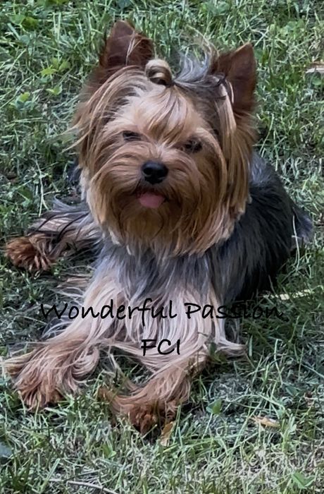 ZDROWY  piesek po Championie PL,  york , yorkshire terrier, pies ZKwP,  FCI