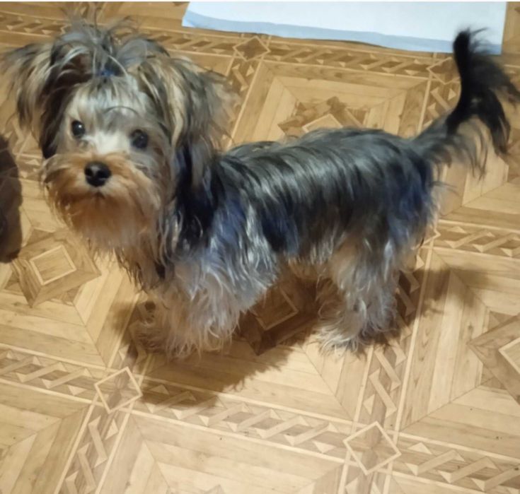 Продам цуценя хлопчик Йоркширського тер'єра