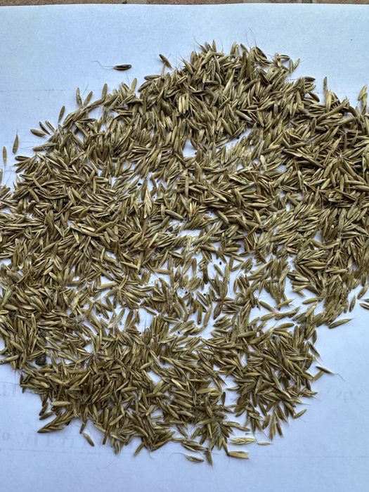 Продам насіння люцерни, конюшини