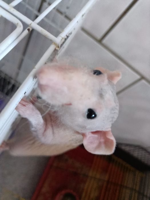 Щурик сфінкс криска