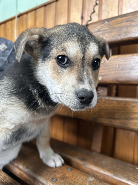 Віддам цуценята .