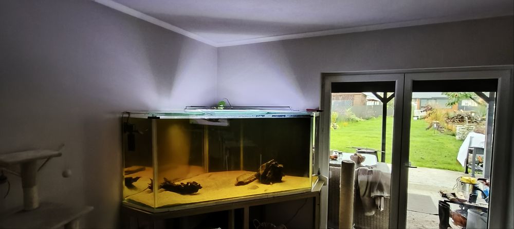 Akwarium 1200 l + ryby frontozy i calvus czarny