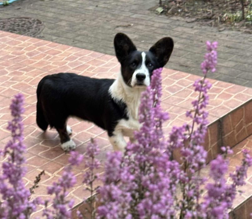 Welsh Corgi Cardigan FCI