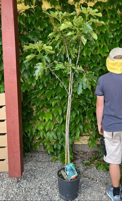 Figa pospolita - Ficus carica HURT/ DETAL