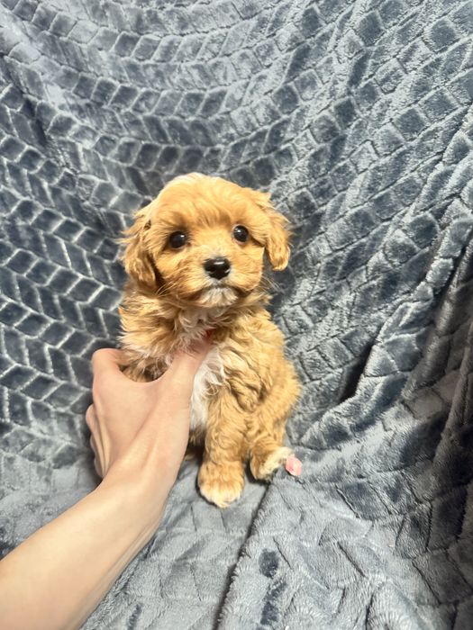 Sprzedam szczeniaka pieska rasy Maltipoo z rodowodem