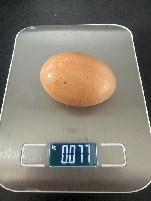 Vendo ovos caseiros 3€ a dúzia