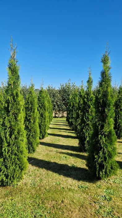 Tuja szmaragd z gruntu 2-2.5m Piękne zdrowe