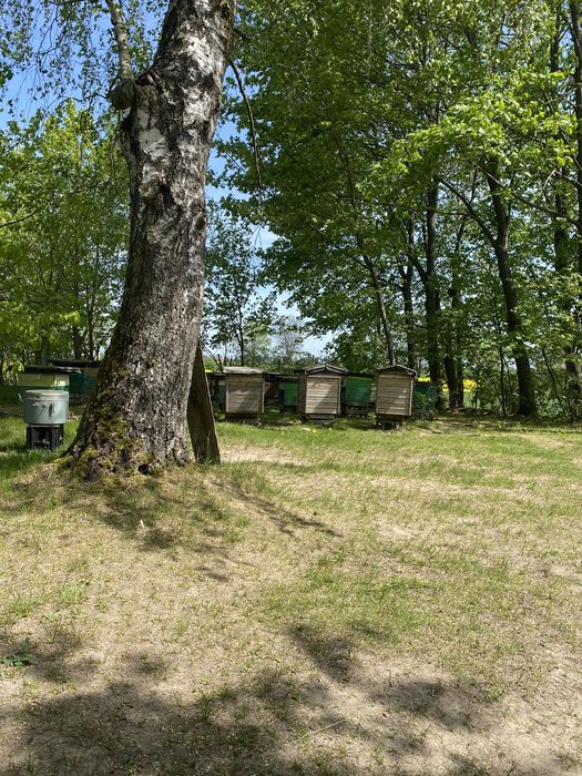 Sprzedam miód z własnej pasieki