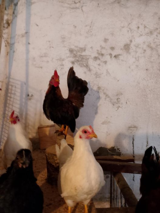 Koguty Serama,Seramy