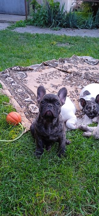 Чудовий тигровий хлопчик