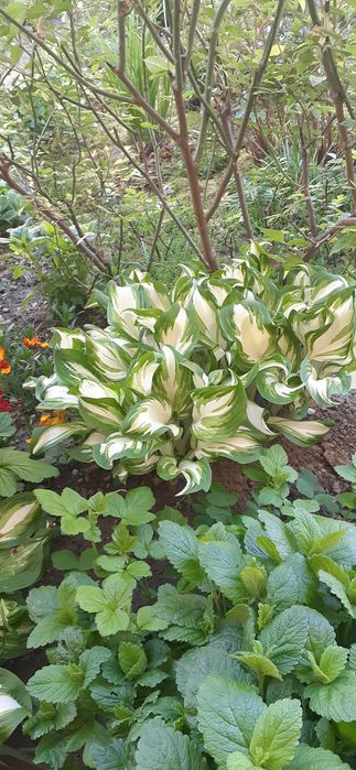 Piekna funkia- hosta wieloletnia