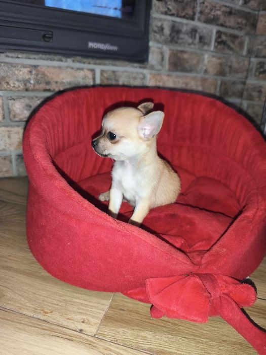 Chihuahua xxs bardzo malutki