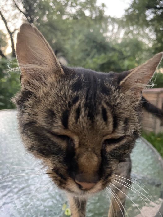 Віддам котика у дбайливі руки