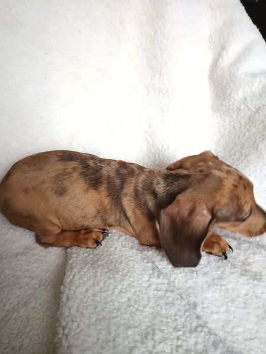 Jamnik krótkowłosy