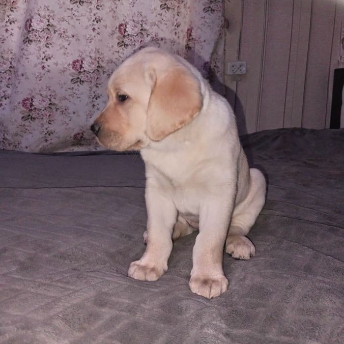 Лабрадор ретривер