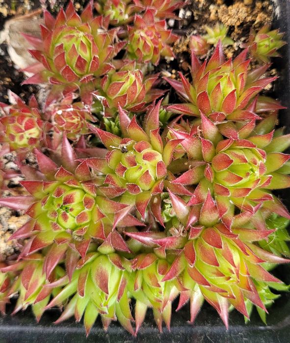 Rojnik Jovibarba i rojnik murowy sadzonka sukulent na skalniak