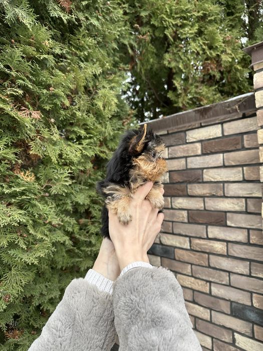 Дівчинка йорк міні