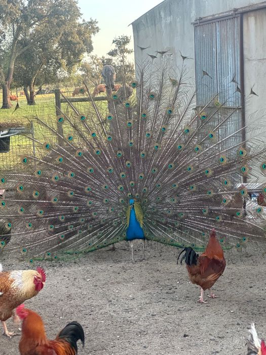 Vendo Pavões coloridos