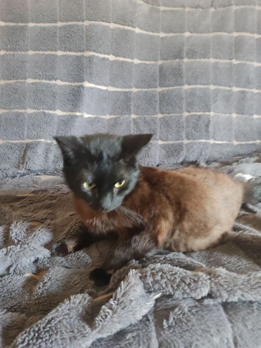 Отдам котика в хорошие руки