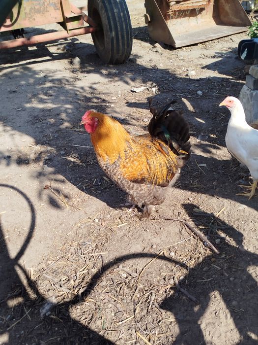 Kogut, koguty, rasowe i mix