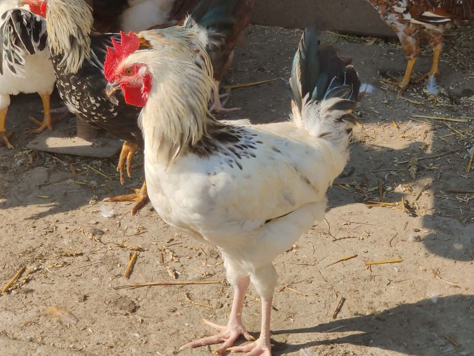 Koguty mieszane 3-4 miesiace - do dalszego chowu