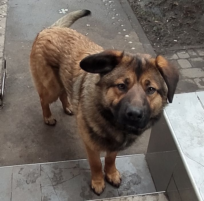 Віддам в відповідальні руки метис німця
